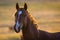 Portrait of wild horse in wildlife