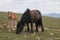 Portrait of wild horses: mare with foal