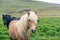 Portrait of wild icelandic pony.