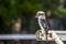 Portrait of a Wild Laughing Kookaburra, Hanging Rock, Victoria, Australia, March 2019