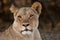 Portrait of a wild lion in southern Africa.