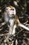 Portrait wild long tailed Macaque closeup at the mangrove