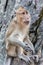 Portrait wild long tailed Macaque sitting in Khao Takiab Monkey Mountain, Thailand.