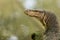 Portrait of a wild Malayan Water Monitor Lizard, Varanus salvator, in Sungei Buloh Wetland Reserve, Singapore