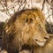 Portrait of a wild male lion having a nap in savannah, in Kruger park