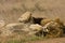 Portrait of wild male lion lying down in the bush, Kruger, South Africa