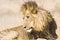 Portrait of wild male lion lying down in the bush, Kruger, South Africa