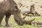 Portrait of a wild male rhinoceros in savannah, in Kruger park