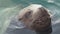 Portrait wild marine animal Steller Sea Lion swimming water Pacific Ocean