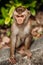 Portrait of a wild monkey. A selfie of a monkey. Macaque looks at the camera. Wild primates. Wild animal. Animal eyes