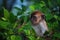 Portrait of Wild Monkey in wild life in West Sumatra, Indonesia