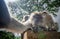 Portrait of Wild Monkey in wild life in West Sumatra, Indonesia