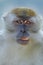 Portrait of Wild Monkey in wild life in West Sumatra, Indonesia