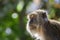 Portrait of Wild Monkey in wild life in West Sumatra, Indonesia