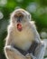 Portrait of Wild Monkey in wild life in West Sumatra, Indonesia