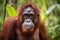 Portrait of a wild orangutan in Borneo, Orangutan Pongo pygmaeus in the rainforest of Sumatra, Indonesia, AI Generated