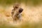 Portrait of wild pig, grass meadow. Young Wild boar, Sus scrofa, running in the grass meadow, red autumn forest in background, ani