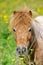 A portrait of a wild pony in a summer meadow