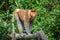 Portrait of a wild Proboscis monkey or Nasalis larvatus, in the rainforest of island Borneo, Malaysia, close up