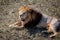 Portrait of a wild roaring lion. The lion lies on dry grass. Taigan Park