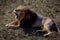 Portrait of a wild roaring lion. The lion lies on dry grass. Taigan Park