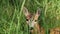 Portrait of wild roe deer lying in the grass
