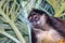 Portrait of a wild spider monkey male sitting on a betel palm tree.