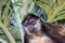 Portrait of a wild spider monkey male sitting on a betel palm tree.