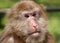 Portrait of wild Tibetan macaque or Macaca thibetana in Emei Mountains, Sichuan province, China