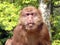 Portrait of wild Tibetan macaque (Macaca thibetana) in Emei Mountains, Sichuan province, China