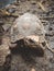 Portrait of a wild tortoise
