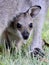 Portrait of a wild wallaby joey in Queensland, Australia