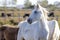 Portrait of a wild, white Camargue horse