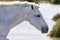 Portrait of a wild, white Camargue horse