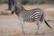 Portrait of a wild Zebra in southern Africa.