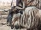 Portrait of wildebeest