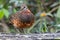 Portrait wildlife bird of Bornean-necklaced Partridge at Sabah, Borneo