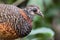 Portrait wildlife bird of Bornean-necklaced Partridge at Sabah, Borneo