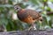 Portrait wildlife bird of Bornean-necklaced Partridge at Sabah, Borneo