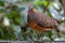 Portrait wildlife bird of Bornean-necklaced Partridge at Sabah, Borneo