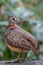 Portrait wildlife bird of Bornean-necklaced Partridge at Sabah, Borneo