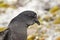 Portrait of Wilson\'s storm petrels Antarctic