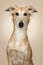 Portrait of a windsprite whippet looking at the camera on a beige colored background