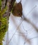 Portrait of winter wren