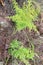 Portrait: Wire grass plant or Lycopodium cernuum L.