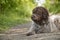 Portrait of a wired hair pointing griffon