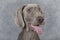 Portrait of Wirehaired Slovakian pointer dog, 5 months old