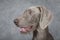 Portrait of Wirehaired Slovakian pointer dog, five months old