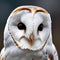 A portrait of a wise-looking barn owl, its feathers softly illuminated in the moonlight2