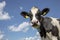 Portrait of a wise mature black-and-white cow, penetrating look, dark dots on her pink nose, part of her collar hanging loose in